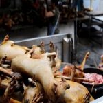 Los mercados chinos vuelven a abrir, y todavía venden murciélagos, perros y gatos