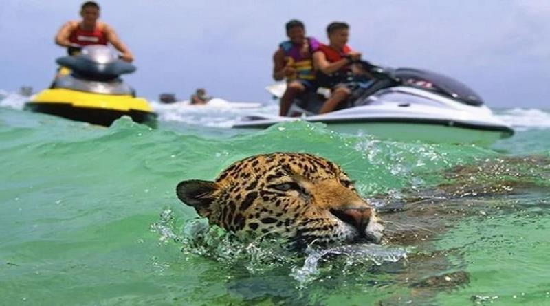 Jaguares maltratados en México: los obligan a nadar encadenados, para los turistas