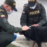 Denuncian abandono de mascotas en Bogotá por miedo al coronavirus
