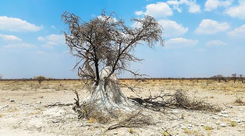 Las termitas pueden ayudar a las plantas resecas a resistir el cambio climático