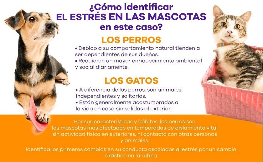 ¿Cómo evitar el estrés en las mascotas durante la cuarentena?