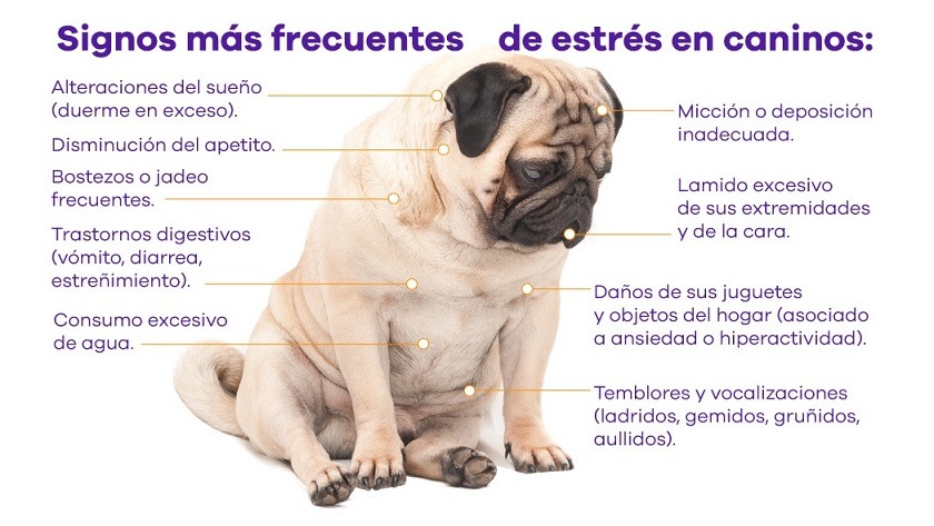 ¿Cómo evitar el estrés en las mascotas durante la cuarentena?