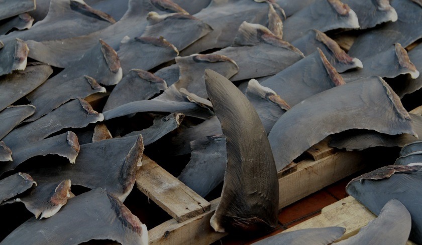 Detectives genéticos rastrearon el origen de las aletas de tiburón vendidas en Asia