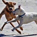 Intentó matar a una persona echándole encima a tres perros de raza peligrosa