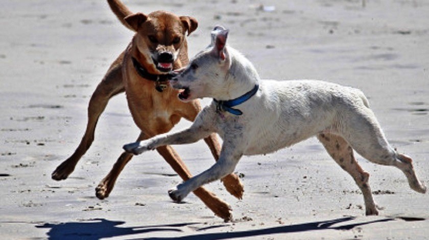 Intentó matar a una persona echándole encima a tres perros de raza peligrosa