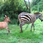 Nació un bebé cría de una cebra y un burro