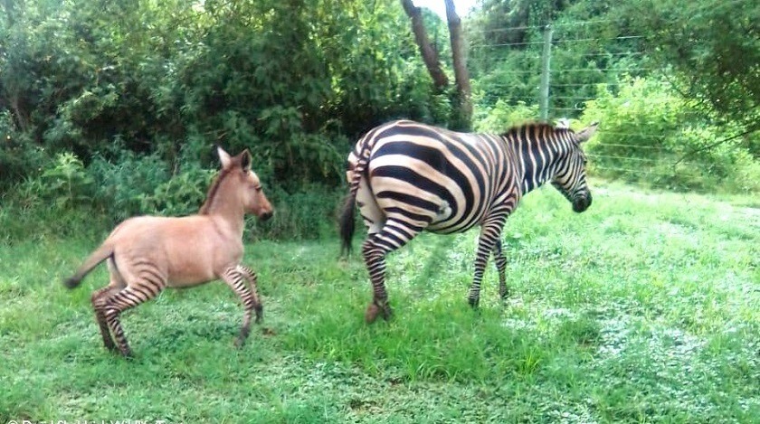 Nació un bebé cría de una cebra y un burro