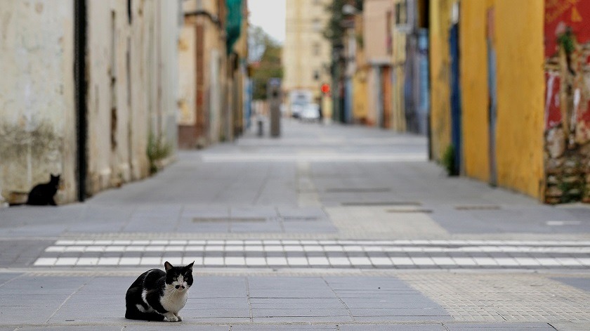 2 gatos domésticos dieron positivo para COVID-19 en EE.UU.