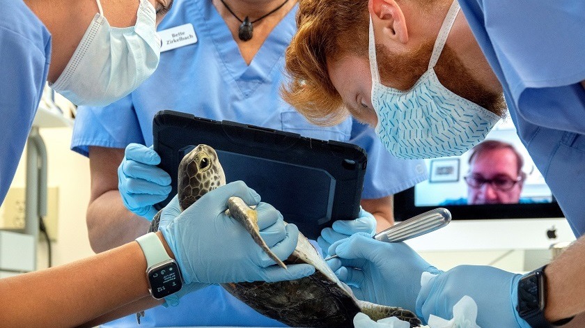 El Hospital de Tortugas cumple con su tarea con “menos ojos”