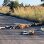 Leones duermen en la carretera mientras los humanos no están