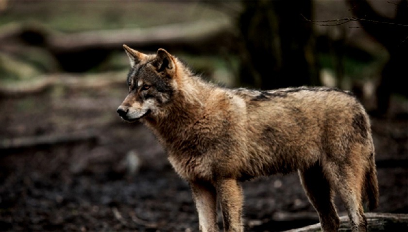 Avistan lobo gris por primera vez en cien años, pensaban que ya no existía