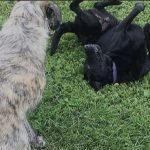 perros se reencuentran