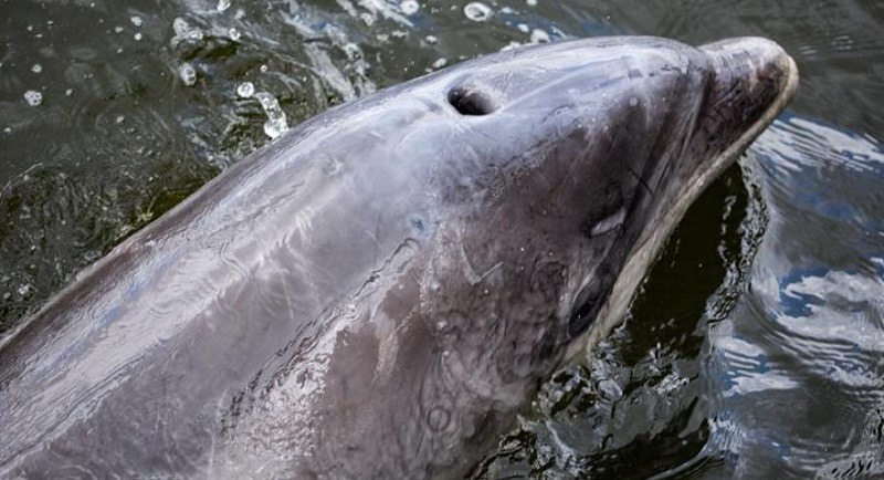 Organizaciones intentan rescatar un delfín atrapado en el puerto de Ámsterdam