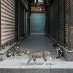 Gatos-Coronavirus
