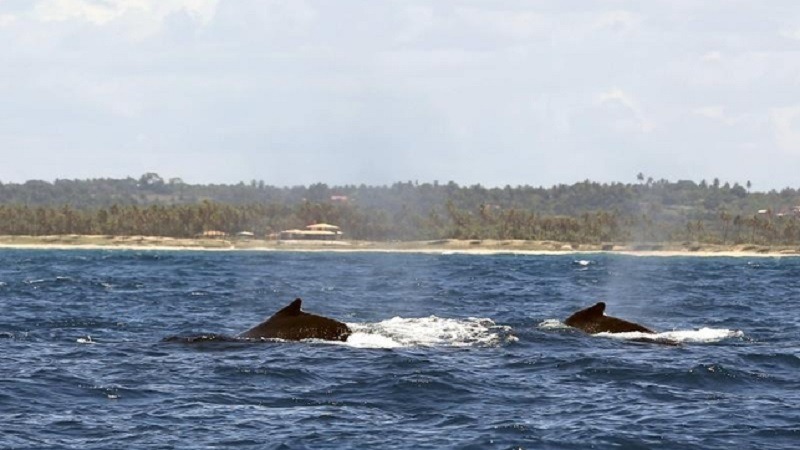 Las ballenas jorobadas corren el riesgo de muerte por choques con buques en sur de Chile