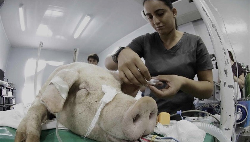 En un cerdo probaron ventilador que podría usarse en humanos para combatir el COVID-19