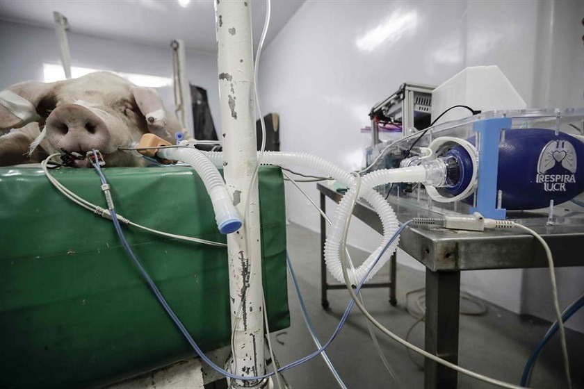 En un cerdo probaron ventilador que podría usarse en humanos para combatir el COVID-19