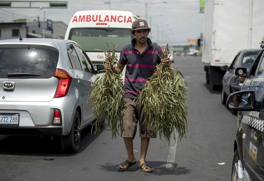 En este país latinoamericano creen que las hojas de eucalipto curan el coronavirus