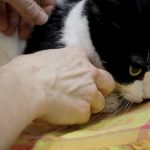 Adopciones-mascotas-belgica