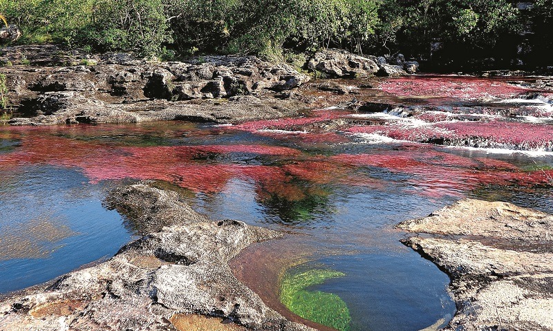 Colombia - Caño Cristales