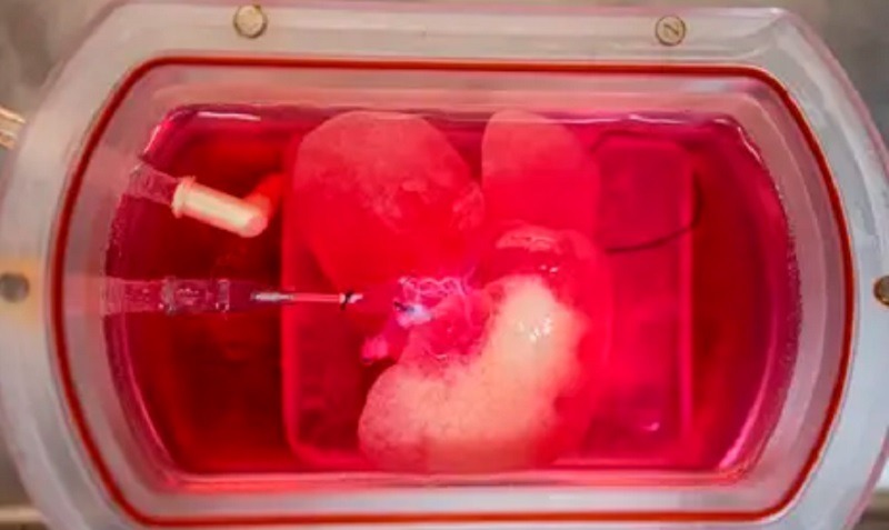 Trasplantan con éxito minihígados humanos creados en laboratorio en ratas