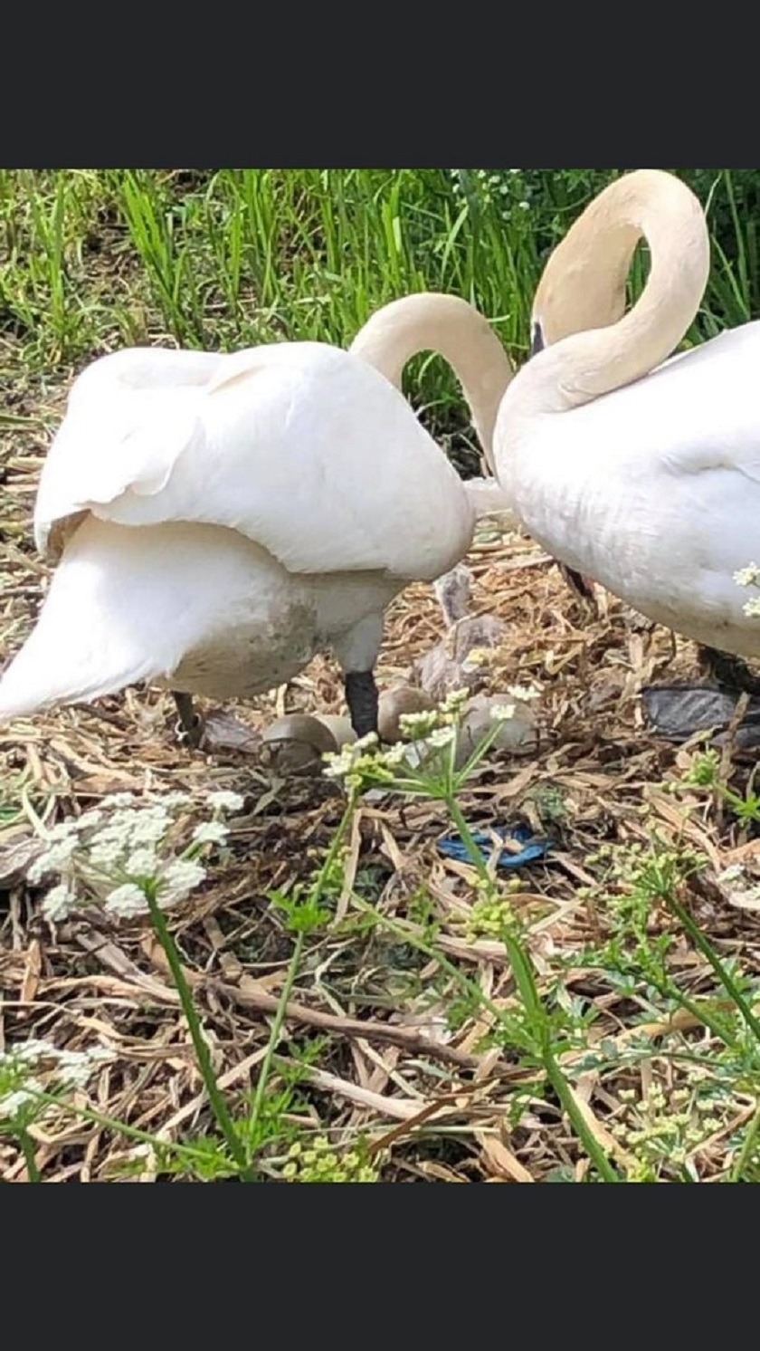 Le rompieron el corazón a una mamá cisne 