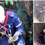 Así salvaron los Bomberos de Medellín a un perrito que cayó a un hueco