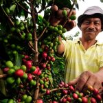 cafe de colombia-caficultores