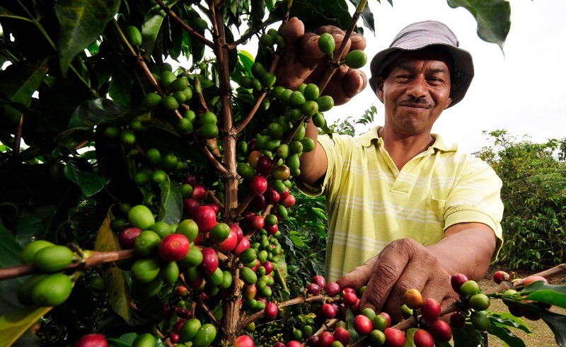 La producción de café de Colombia crece un 6 % en mayo