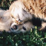 Las mascotas durante el tiempo de cuarentena--- Cómo preparar un botiquín de primeros auxilios para tu mascota y por qué es tan importante---chocolate