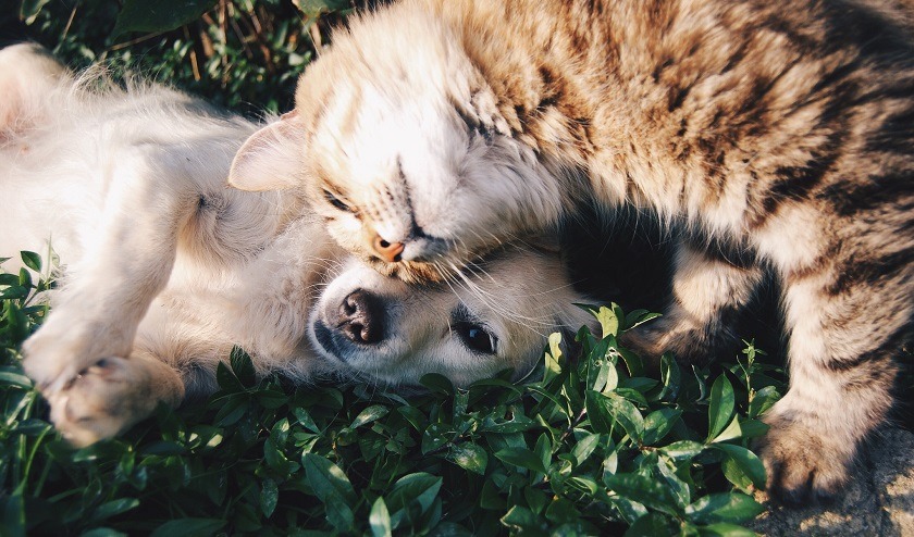 ¿Cómo está afectando la cuarentena y el estado de ánimo de los dueños a las mascotas?