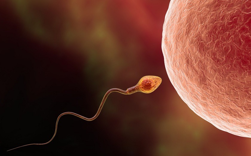 Según un estudio, los óvulos escogen al espermatozoide en la fecundación
