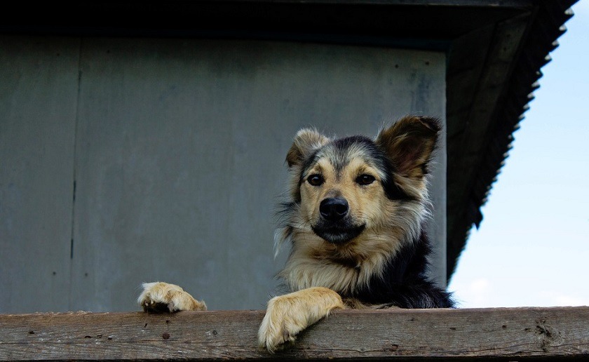 Universidad de Antioquia prepara perros que diagnosticarían el coronavirus en un segundo