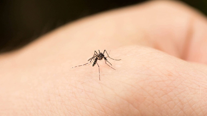 El coronavirus no se puede transmitir con picaduras de mosquitos--La invasión de los mosquitos en el AMBA: causas, consecuencias y recomendaciones