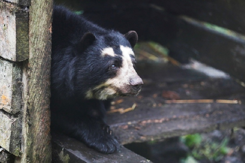 Un santuario de osos resiste a las adversidades en los Andes colombianos