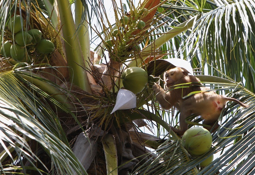 Monos recolectores de cocos ¿Tradición o explotación en Tailandia