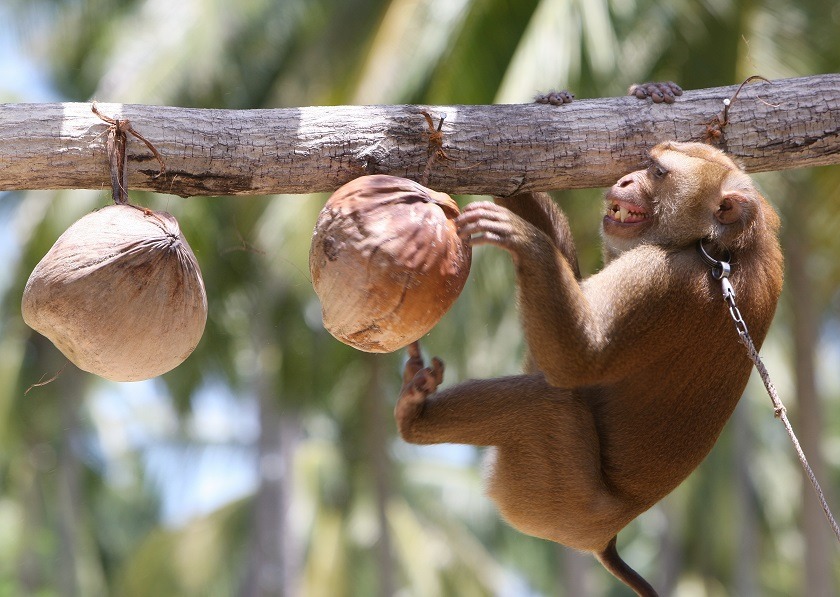 Monos recolectores de cocos ¿Tradición o explotación en Tailandia