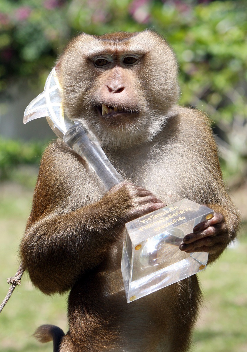 Monos recolectores de cocos ¿Tradición o explotación en Tailandia