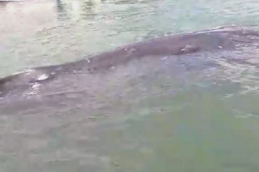 Rescatan a una ballena jorobada en las costas del norte de Ecuador