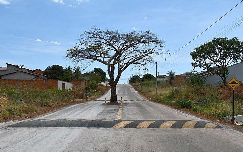 Un árbol de "cajá" se quedó por petición ciudadana en medio de una avenida en Paraiso do Tocantins