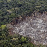 deforestación