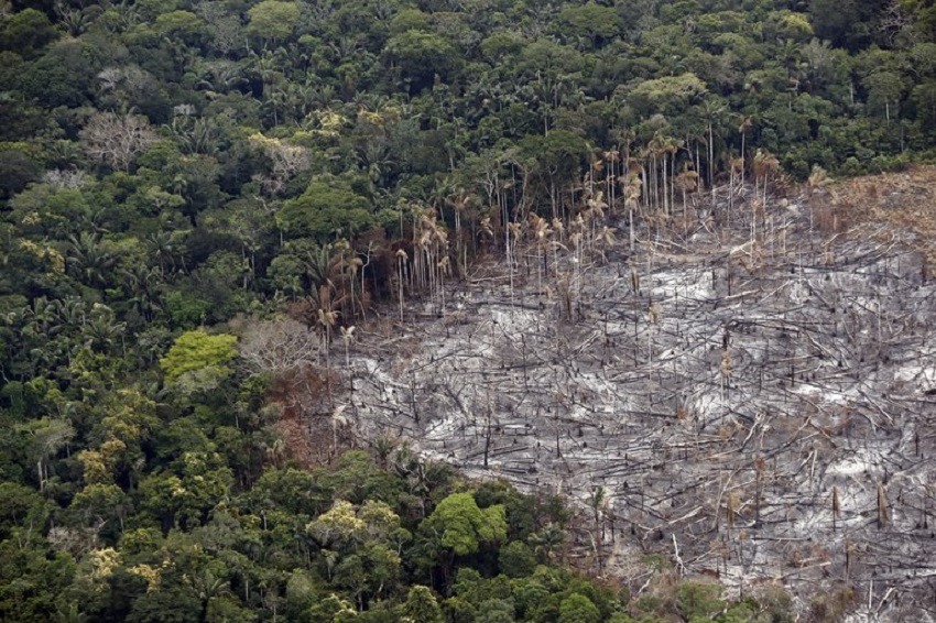 deforestación