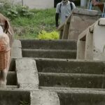 Eros, el perro que entrega domicilios en el barrio Robledo de Medellín