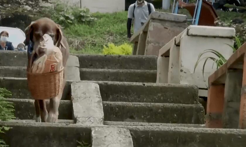 Eros, el perro que entrega domicilios en el barrio Robledo de Medellín