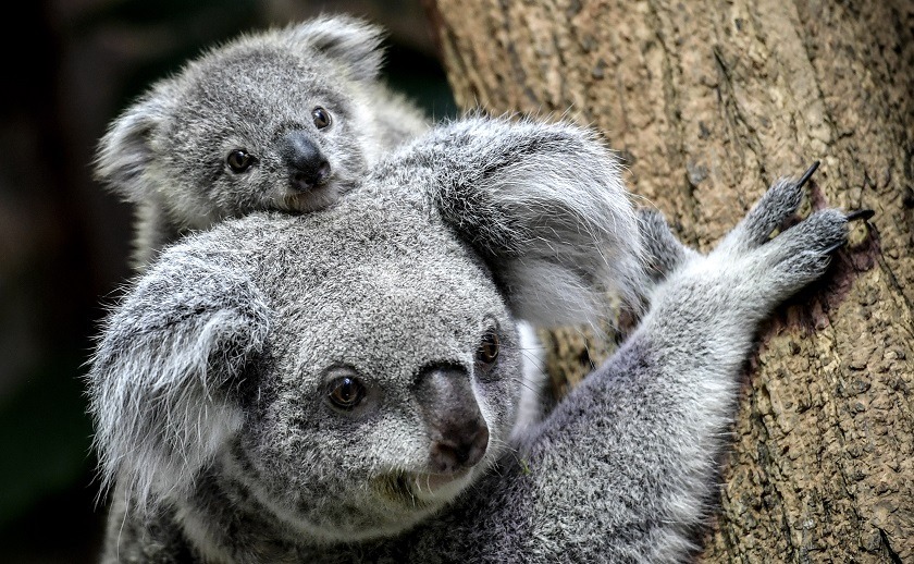 Los koalas tendrían la clave para tratar la clamidia, enfermedad sexual en humanos