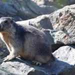 Un posible caso de peste bubónica se presentó en la provincia de Zavkhan, Mongolia,