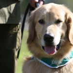 perros policías