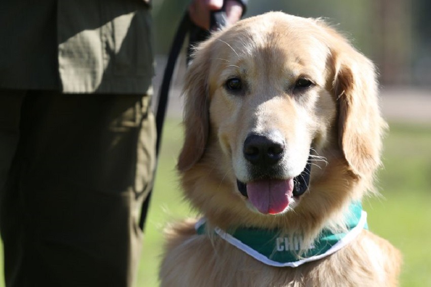Chile adiestra perros policías para detectar enfermos de COVID-19