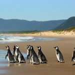 Al rescate de los pingüinos: batiendo récord en las playas de Brasil