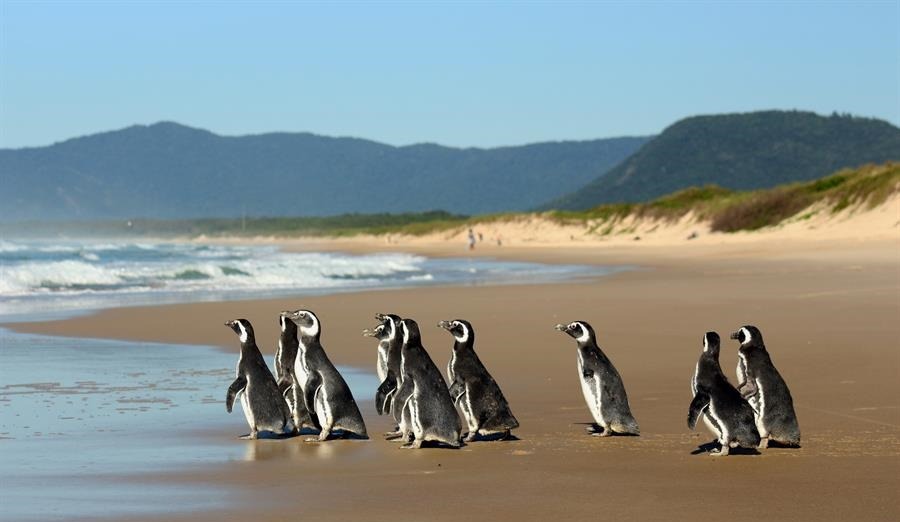 Al rescate de los pingüinos: batiendo récord en las playas de Brasil